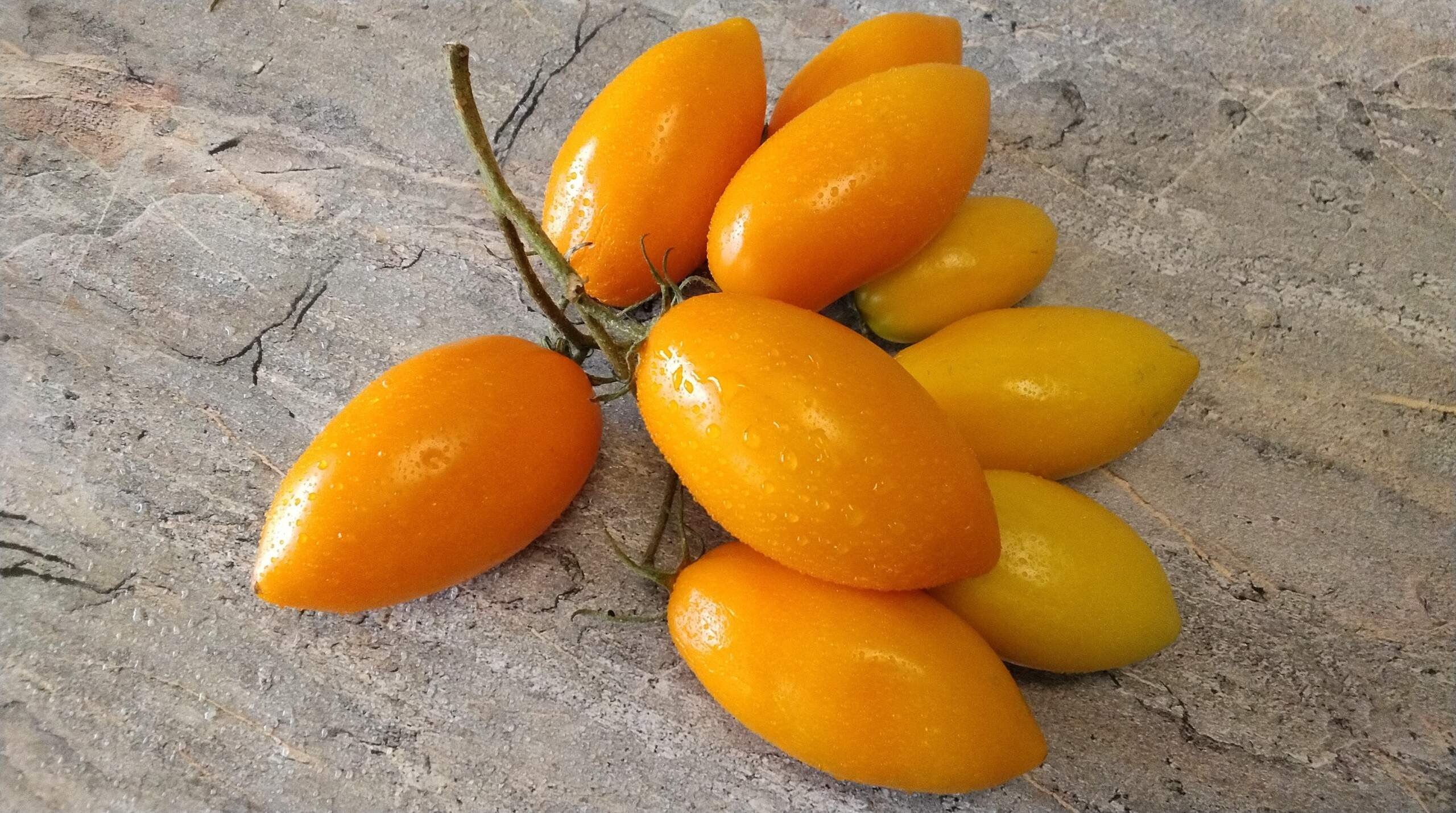 67 -  Foxie  / Лисичка