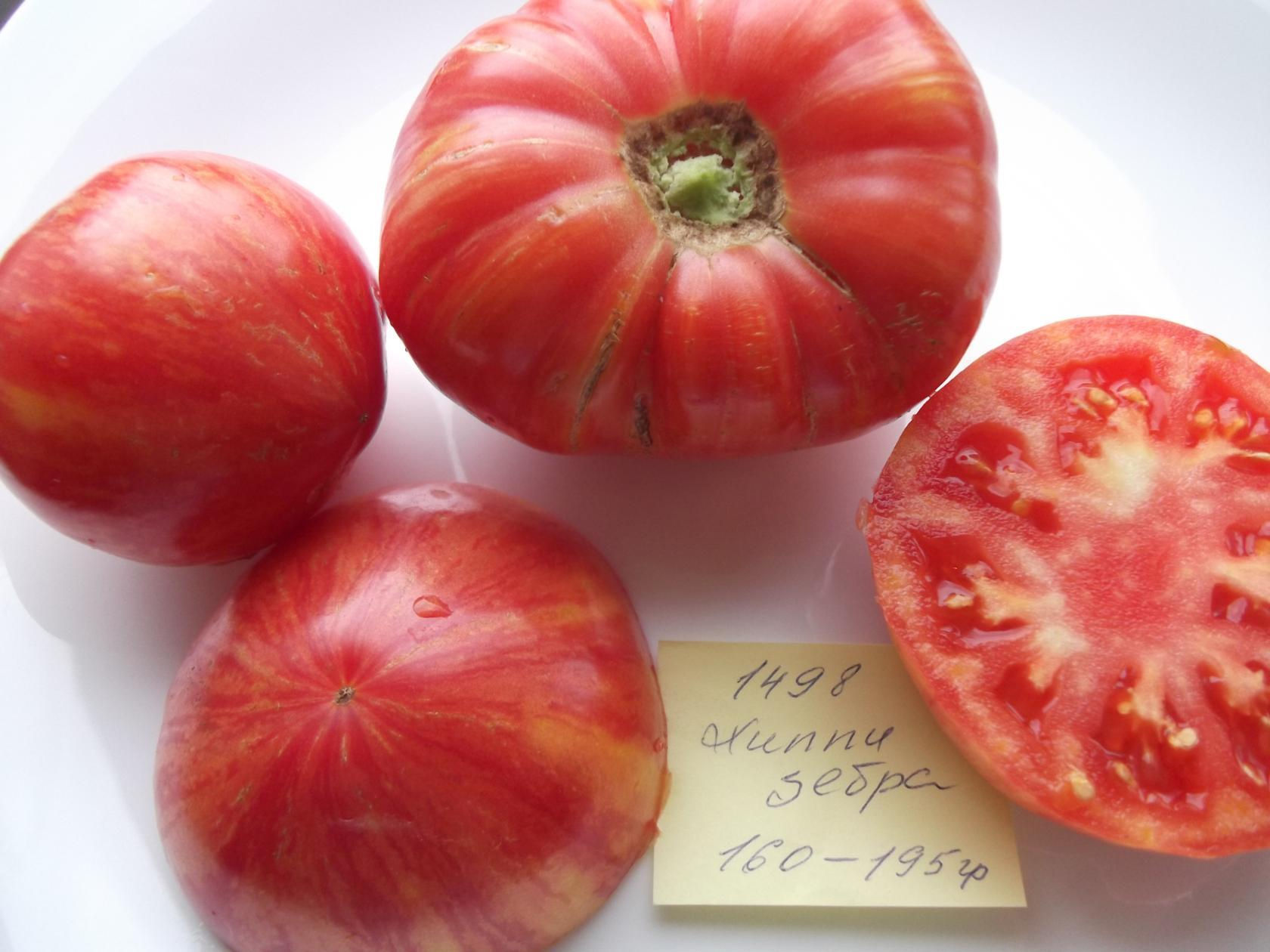 1498 - Hippie Zebra / Хиппи зебра