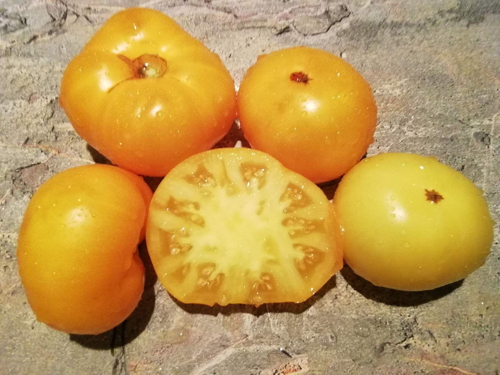 3348 - Dwarf Perfect Harmony / Гном Совершенная Гармония