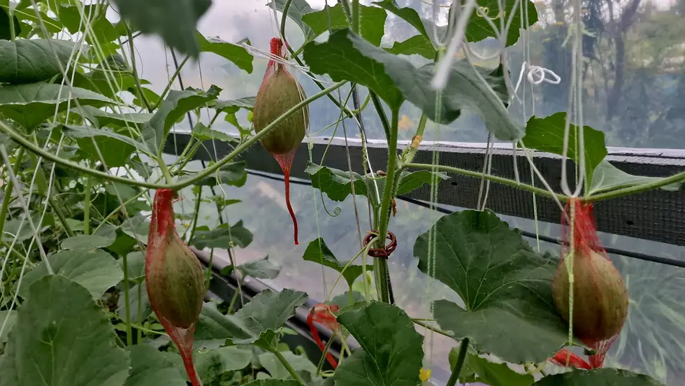 Thumbnail: M23 - Melba / Мельба