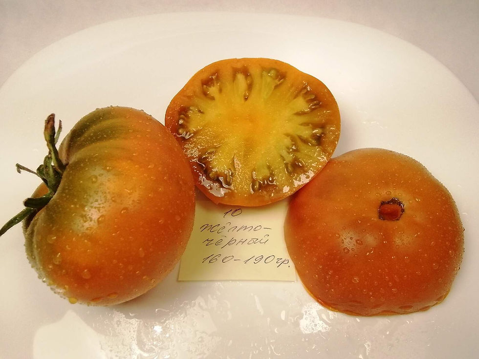 10 - Black Yellow / Жёлто чёрный