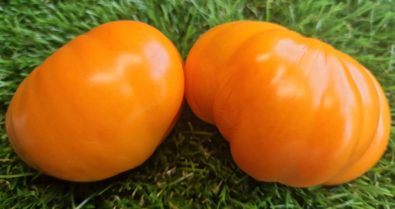 661 - Orange elephant / Оранжевый слон