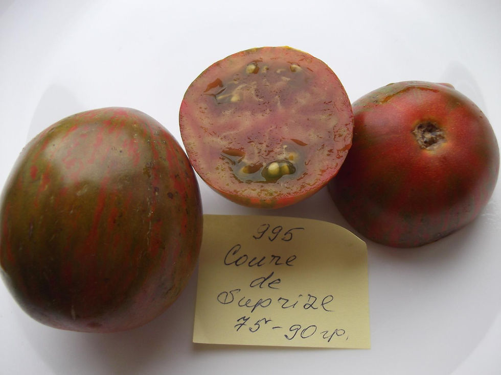 995 -Coure de Surpriz