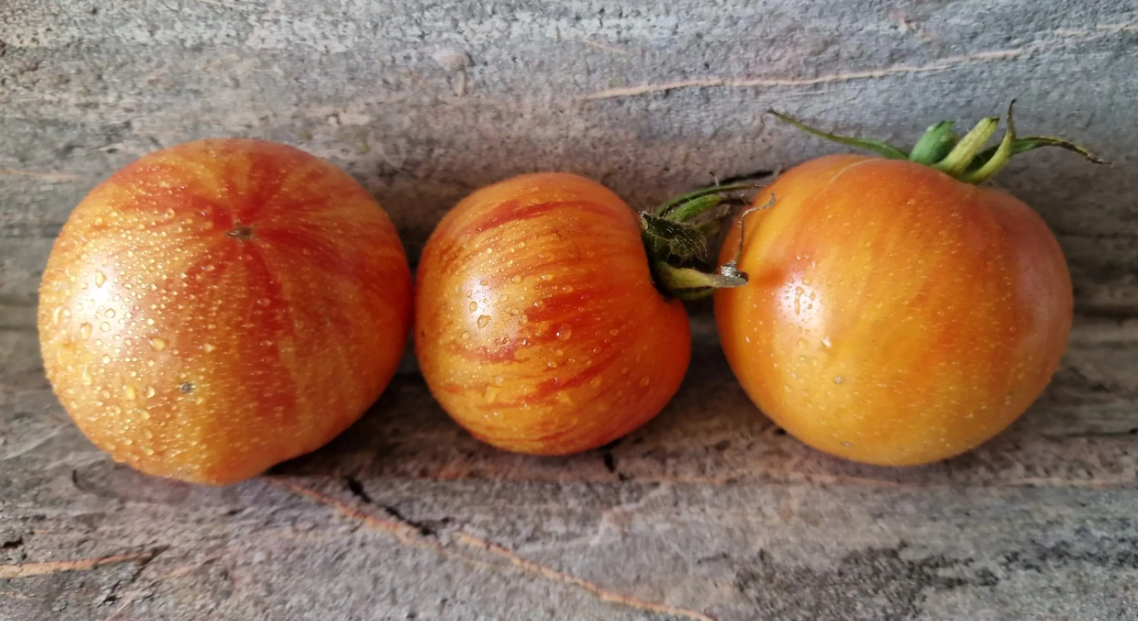 4468 - Mordovian zebra / Мордовская зебра