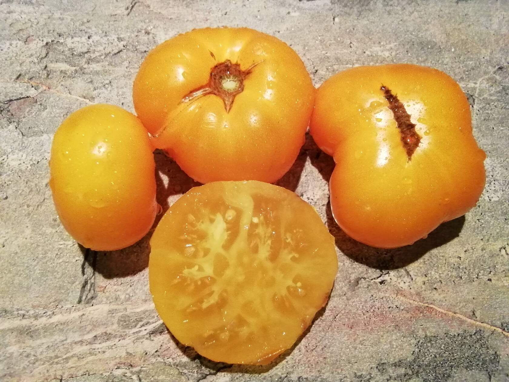 3434 - Dwarf Rumpelstiltskin