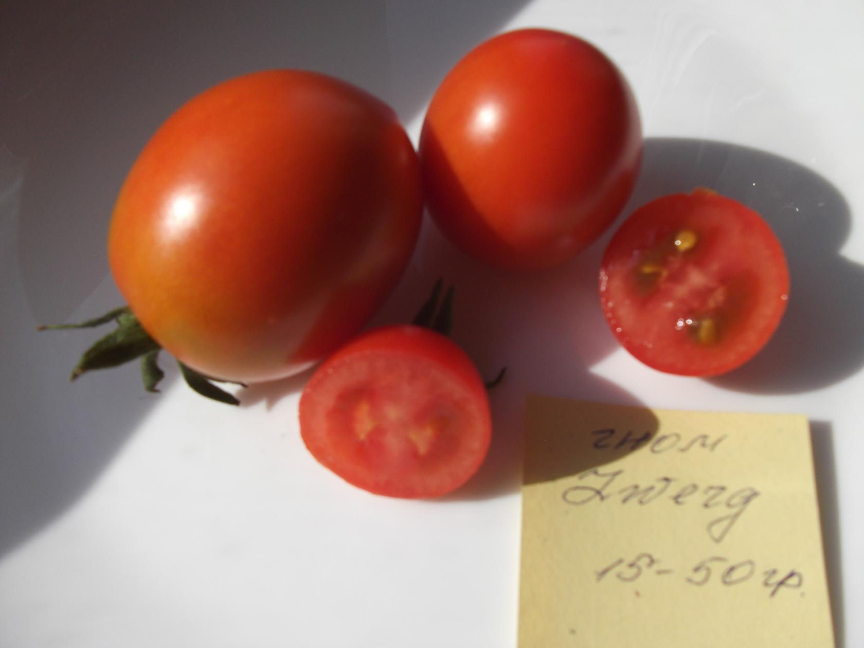 177- Dwarf  Zwerg  / Гном