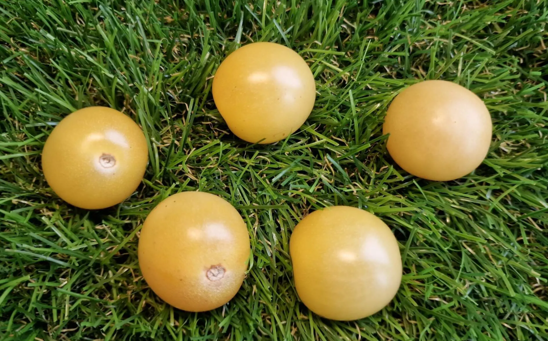 5155 - Snow White / Белоснежный