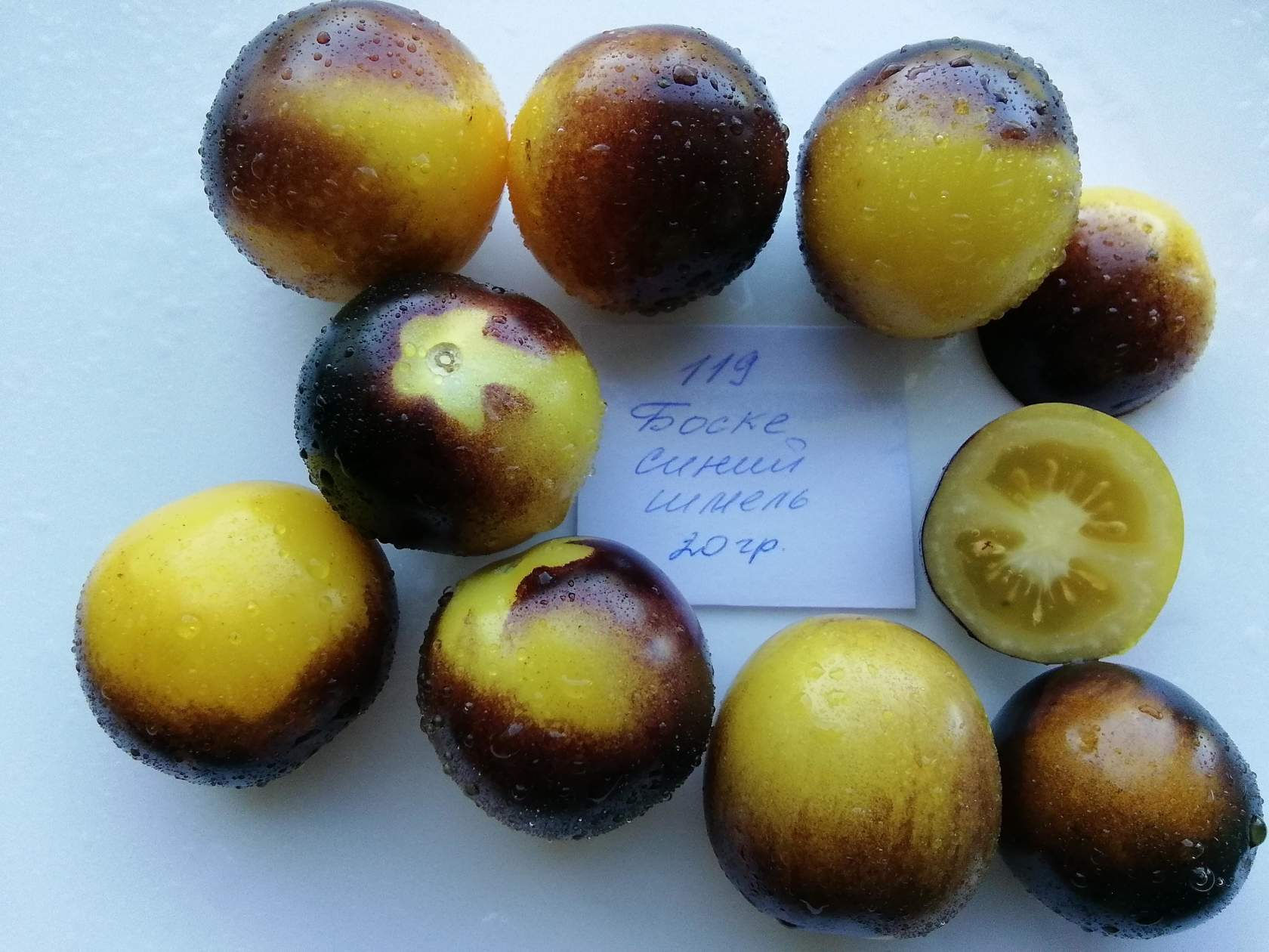 119- Bosque Blue Bumblebee   / Лесной голубой шмель