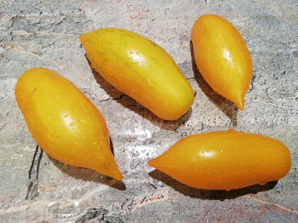 3539 - Guinel Yellow / Гуинель жёлтый