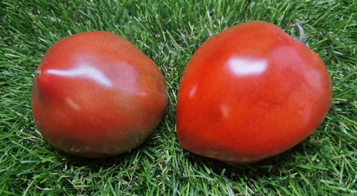 2400 - Jarson 23 / Ярсон 23