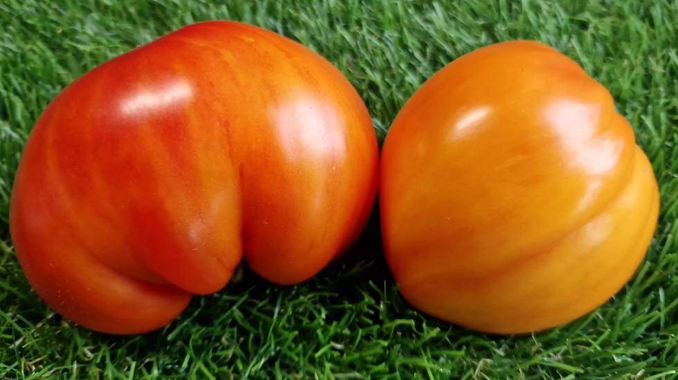 Thumbnail: 5326 - Orange Atlas F8 / Апельсиновый Атлас
