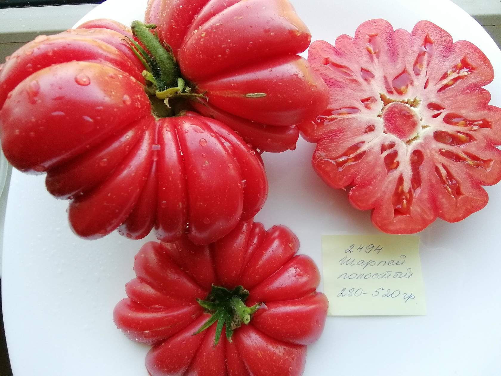 2494 - Stripped Shar Pei / Шарпей полосатый