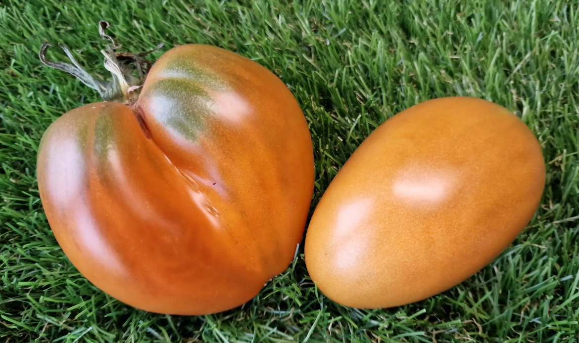 4283 - The Harsh Melon of the Volga Germans / Суровая дыня немцев Поволжья
