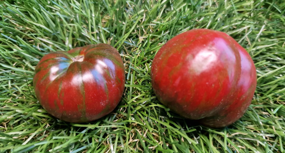 4821 - Dwarf Sandy Stripes Variegated / Гном Песчаный полосатый пёстрый