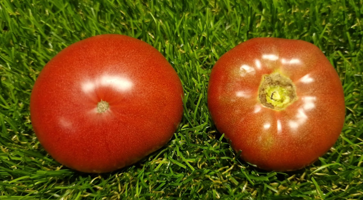 5047 - Evening Kyiv  / Вечерний Киев