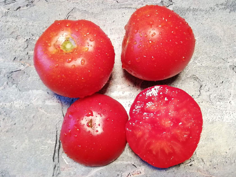 3444 - Seven Gnomes Early Dwarf \ Ранний гном 7 гномов