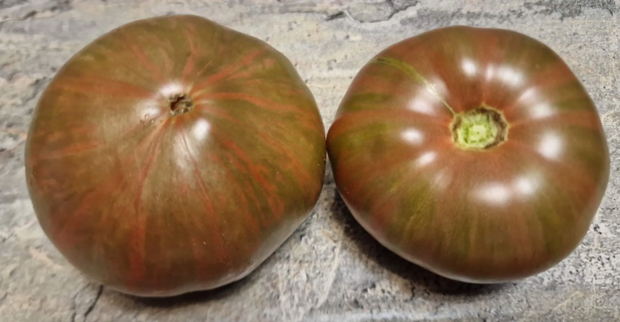 2486 - Kozula 138/1 Malinowa Zebra / Козула 138/1 Малиновая зебра