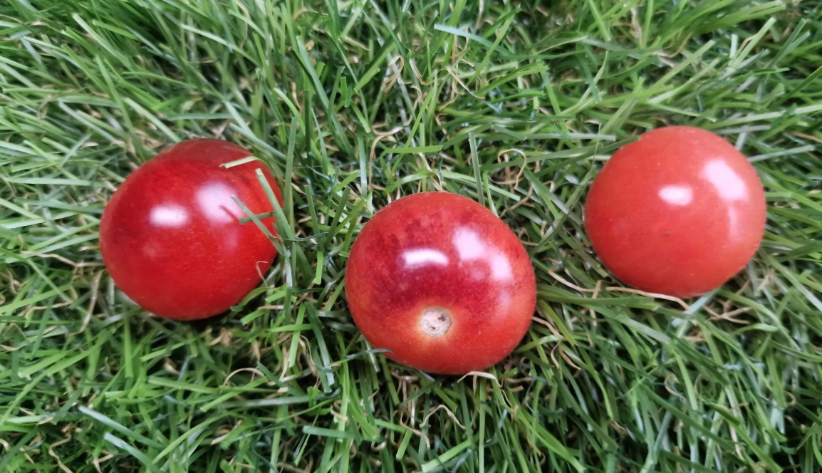 4771 - 12 Apostles / 12 апостолов