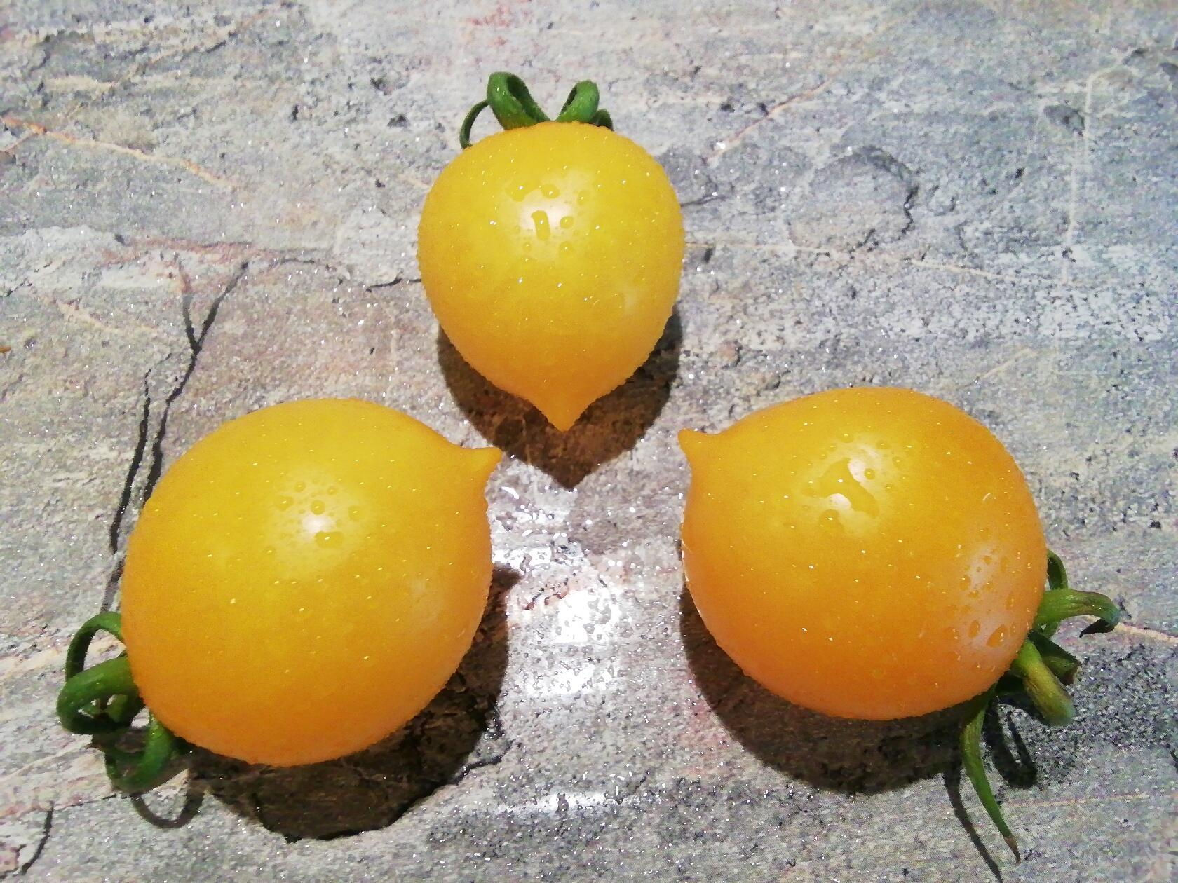 4130 - Piennolo giallo  / Пьенноло жёлтый