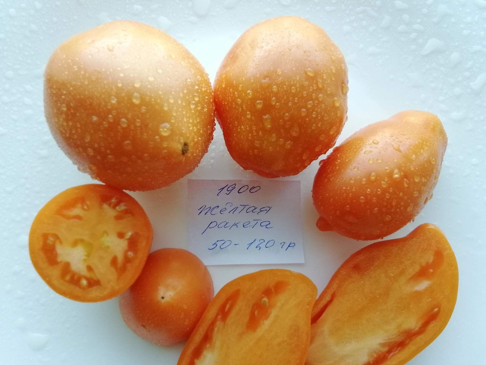 1900 - Yellow rocket