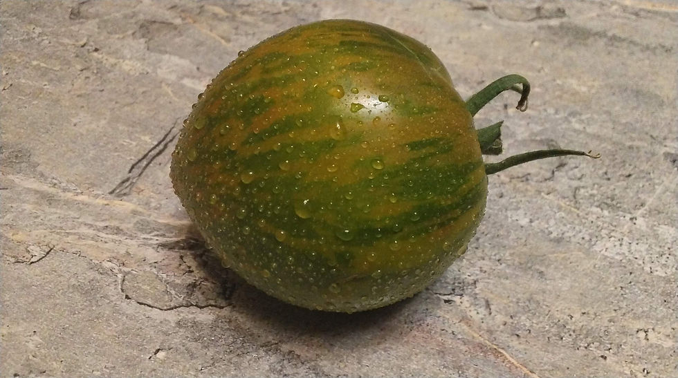 3675 - Dwarf Penny Lane / Гном Пенни Лейн