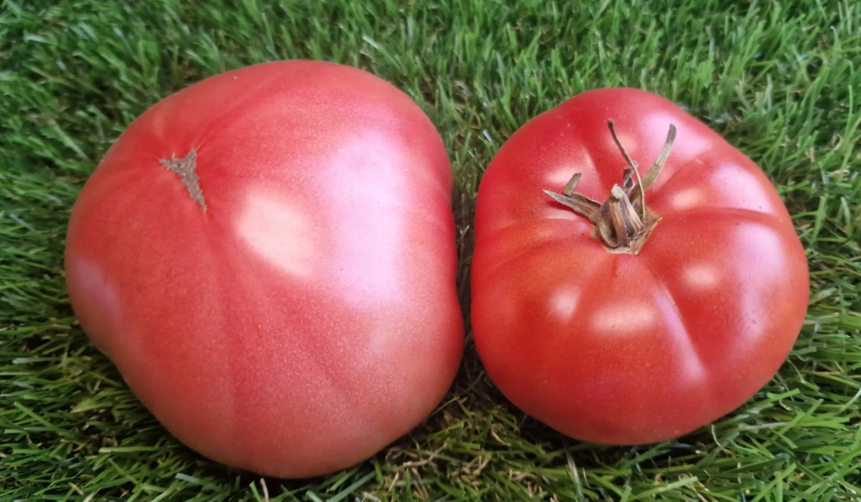 64 - Pink Elephant / Розовый слон