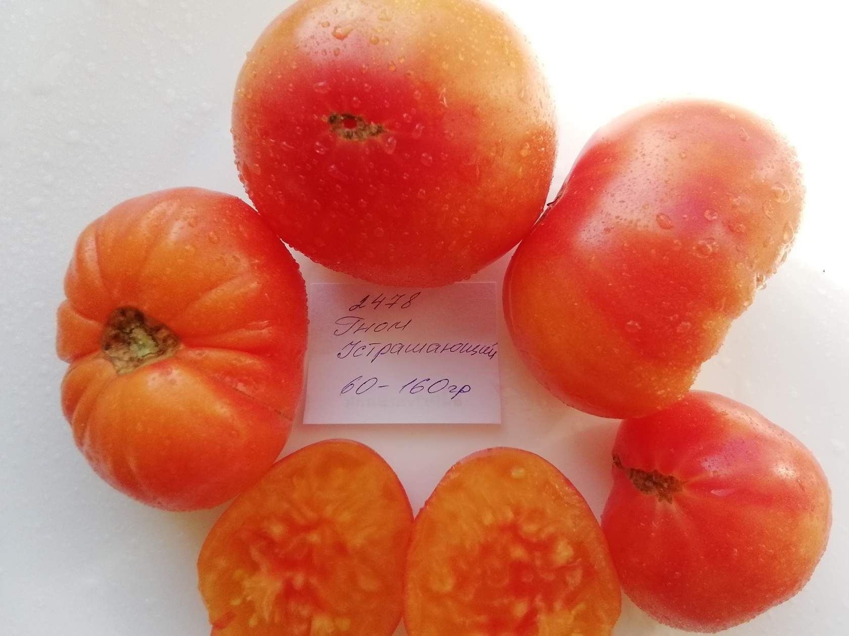 2478- Awesome Dwarf  /  Потрясающий Гном