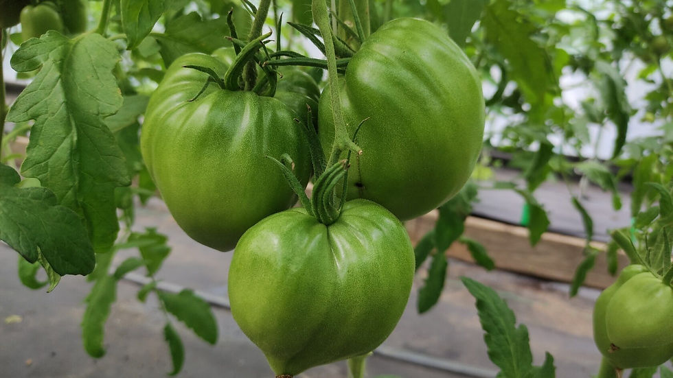 Thumbnail: 834 - Minusinsky Oxheart with nose \ Бычье сердце Минусинское с носиком