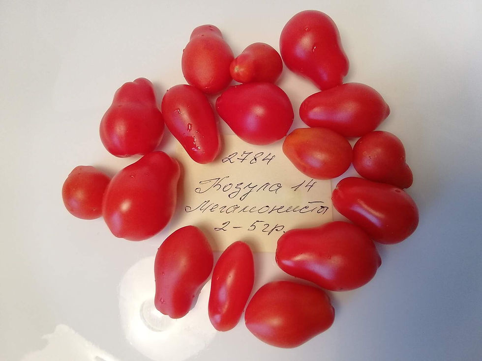 Миниатюра: 2784 -  Kozula 14 Megagroniasty / Козула 14 Мегагрониасти