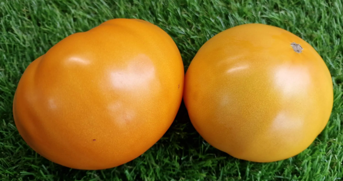 5437 - Giant Orange / Гигант Апельсин