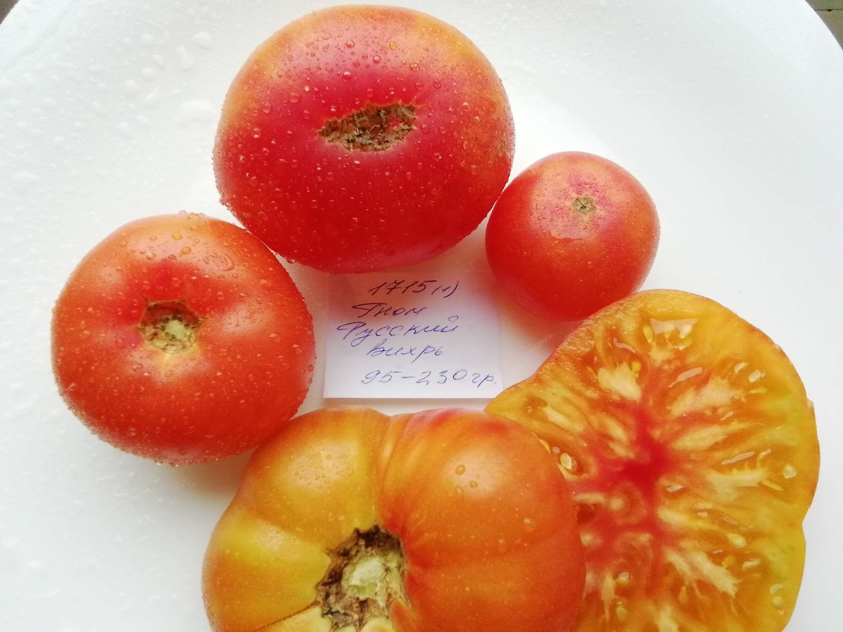 1715 - Dwarf  Russian Swirl  / Гном русский вихрь