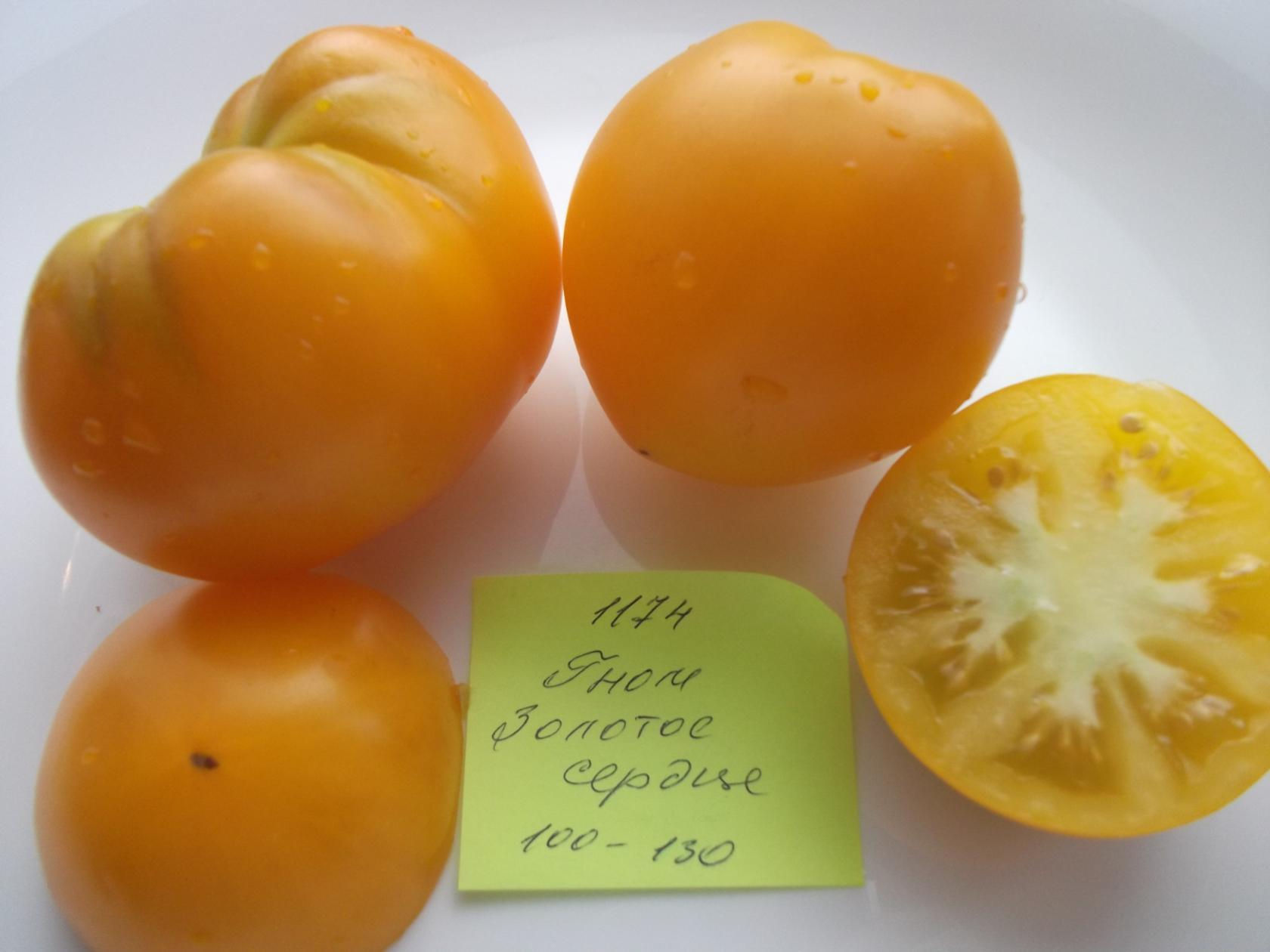 1174 - Dwarf Golden Heart / Гном Золотое сердце