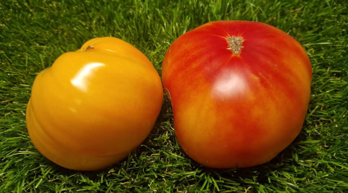 397 - Оlympic fire / Олимпийский огонь