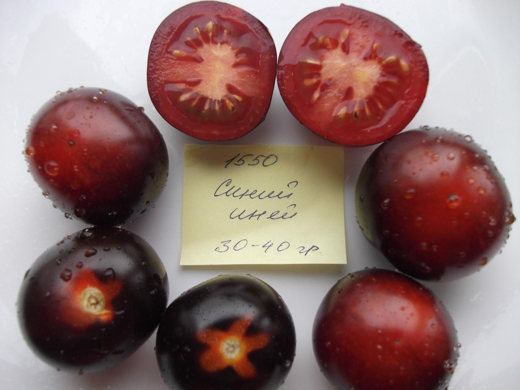 1550 - Blue Inium  / Синий иний