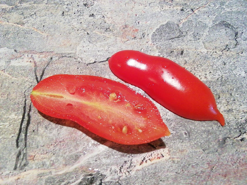 Миниатюра: 4061 - Pelino 2014  /  Пелино 2014