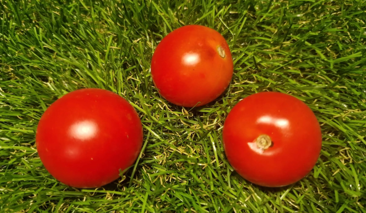 2051 - Jamaica / Ямайка