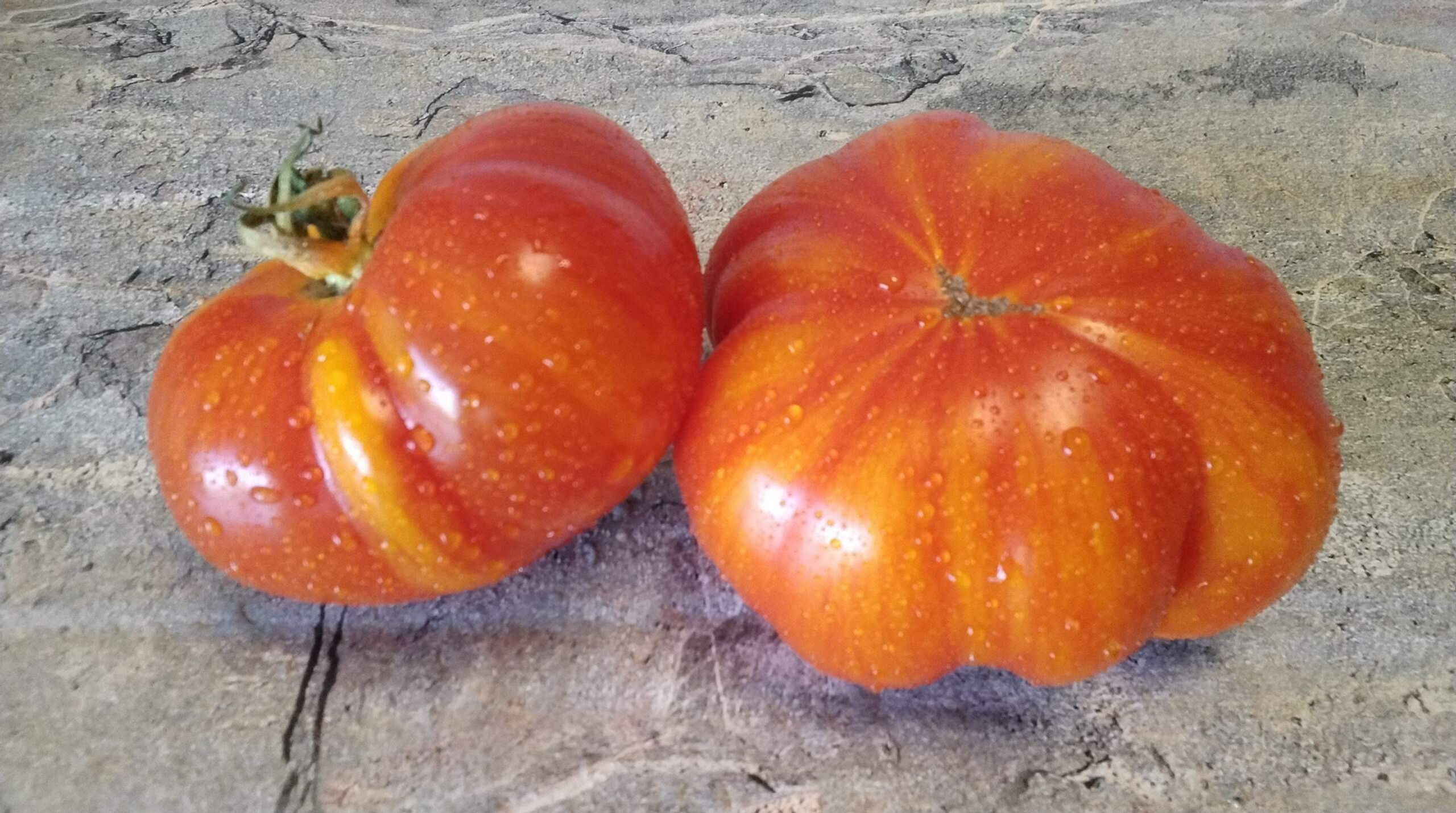 2922А - Delta Dawn Simple leaf / Дельта Рассвет простой лист