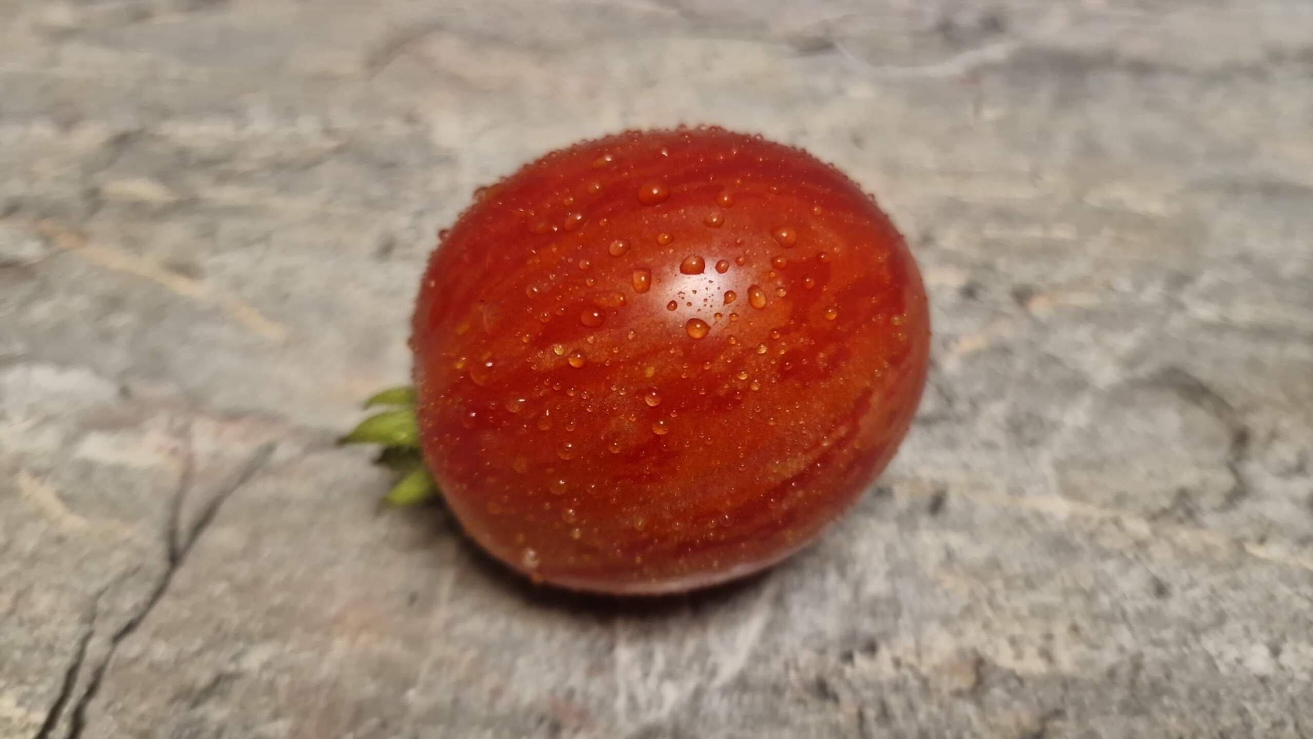 4570 - Microdwarf Tigret Red / Микро гном Тигровый Красный