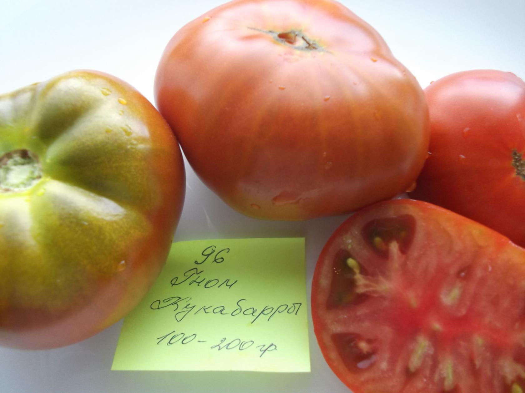 96 - Dwarf Kookaburra Cackle / Гном Смех Кукабарры