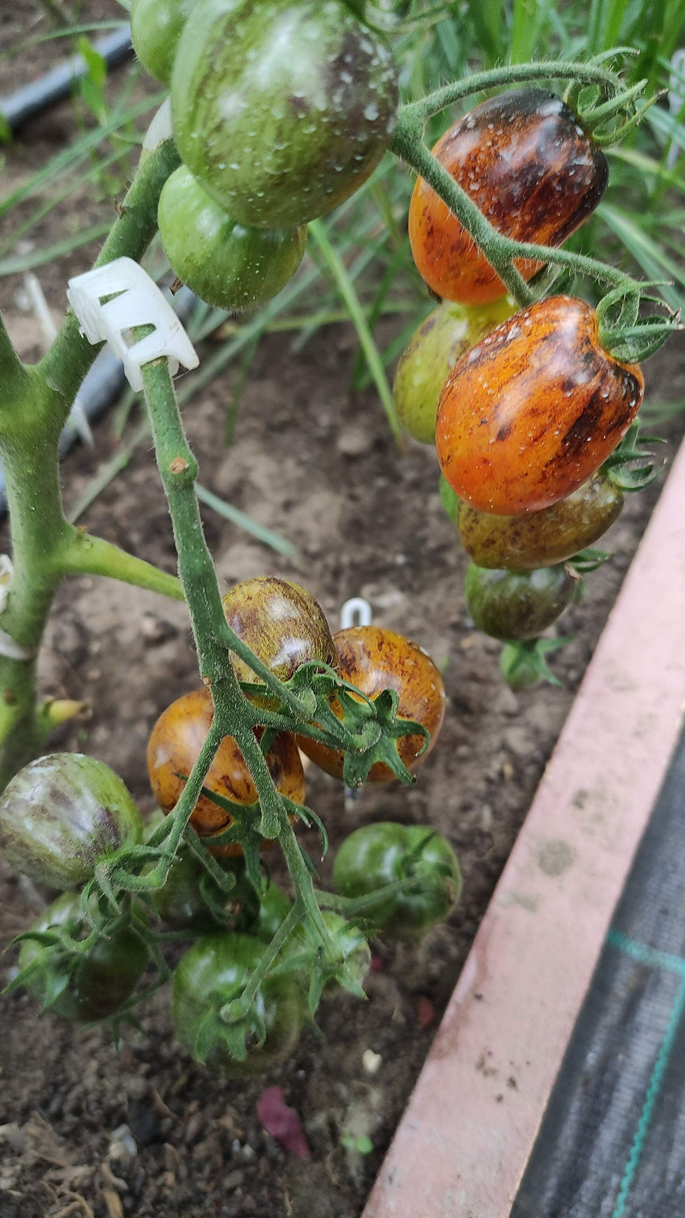 Миниатюра: 2063 - Golden hour  / Золотой час