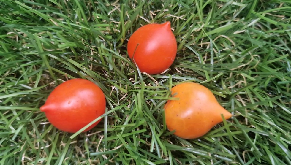 5187 - Micro Dwarf Heart Breaker Dora Yellow / Микро гном Жёлтая Дора Сердцее