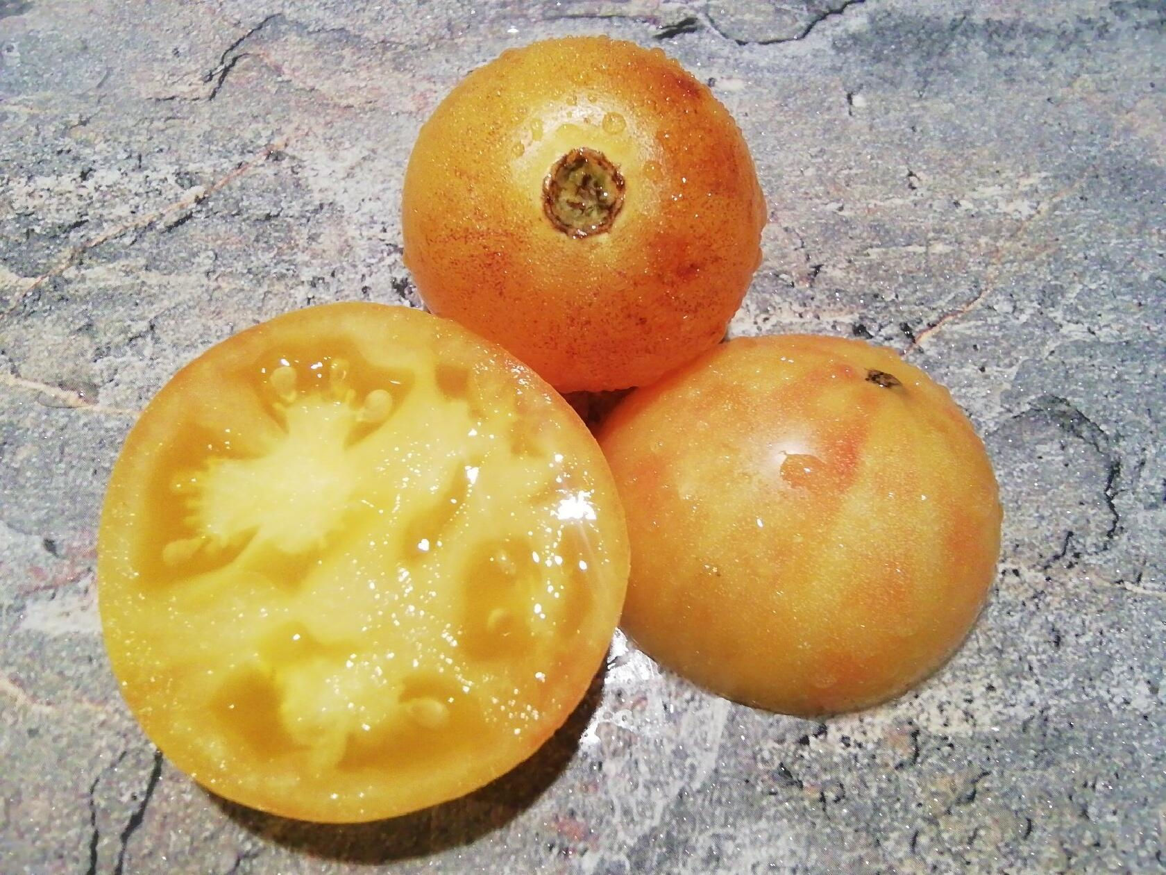 3401 - Golden Roma Dwarf / Гном Золотой Рома