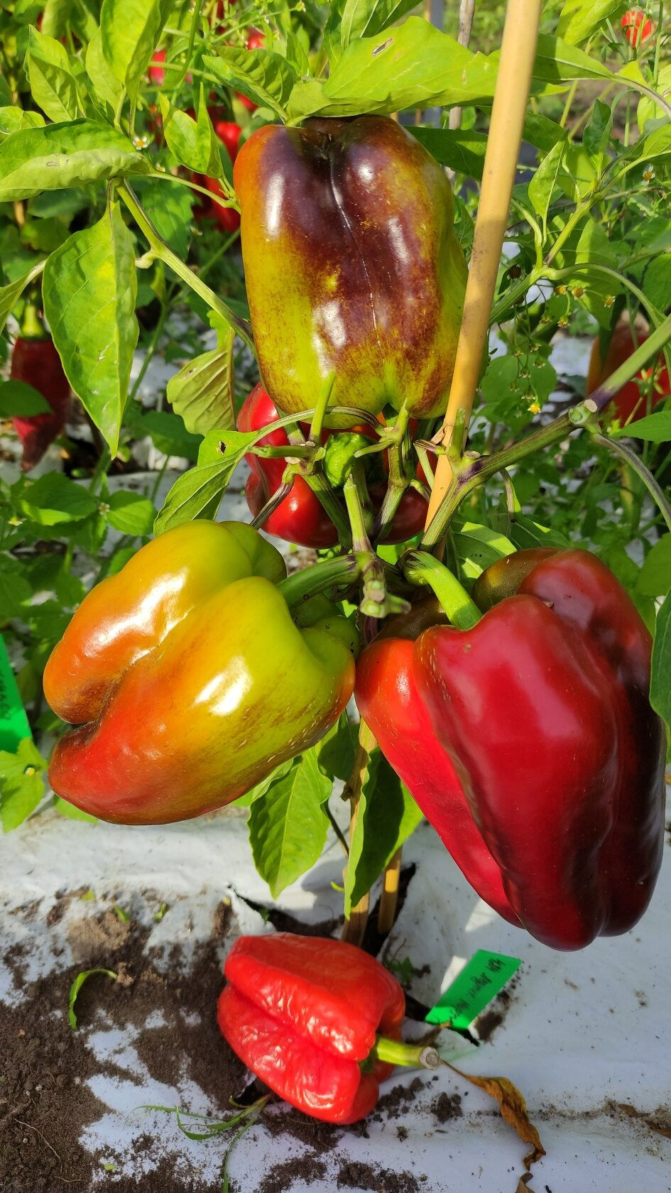 Thumbnail: П 235  - Morja Glacier  / Ледник Морджа