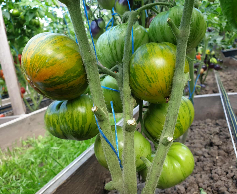 Thumbnail: 4849 - Leprechaun Gena F5 / Лепрекон Гена