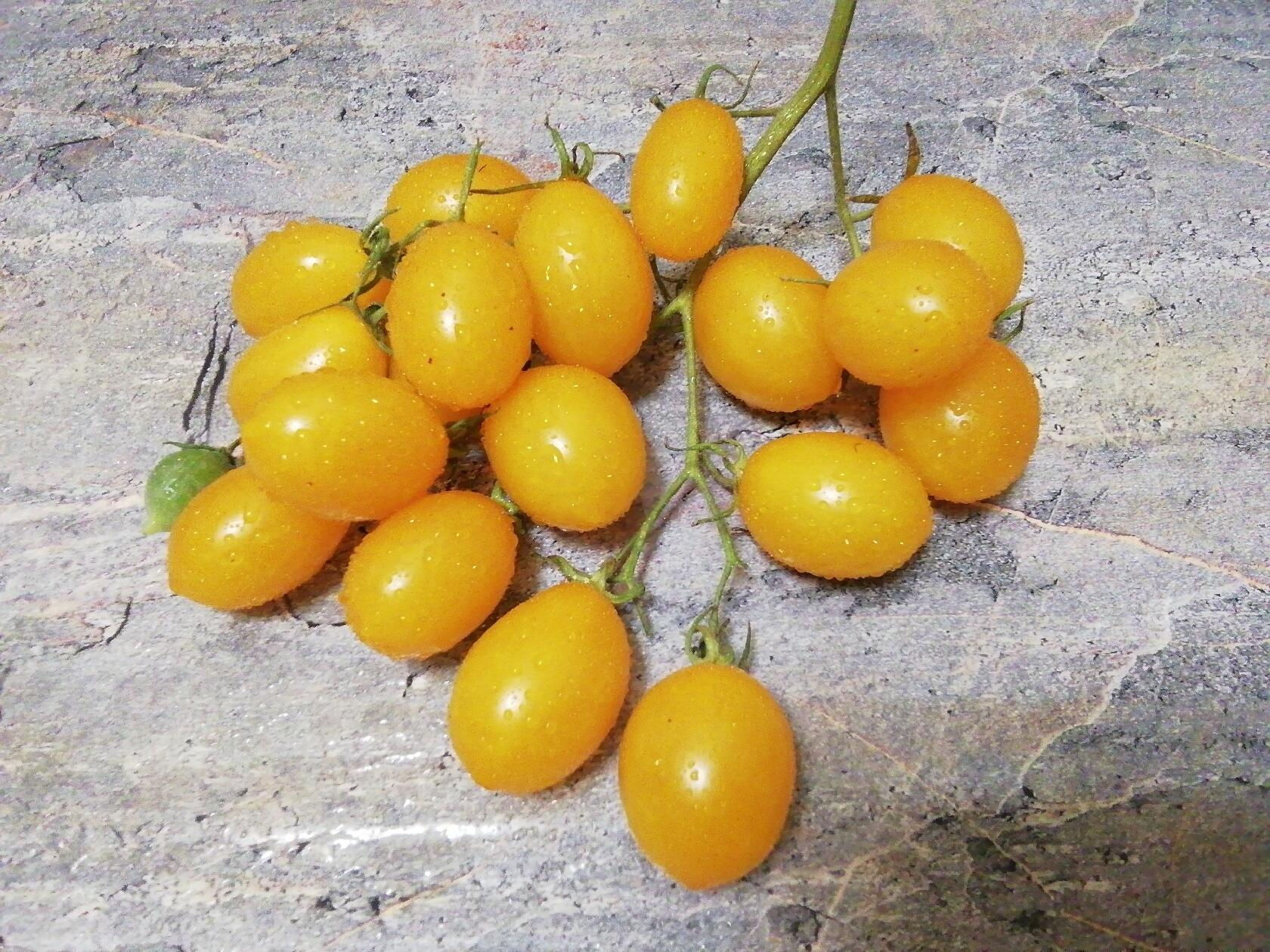 4143 - Sun bunnies / Солнечные зайчики