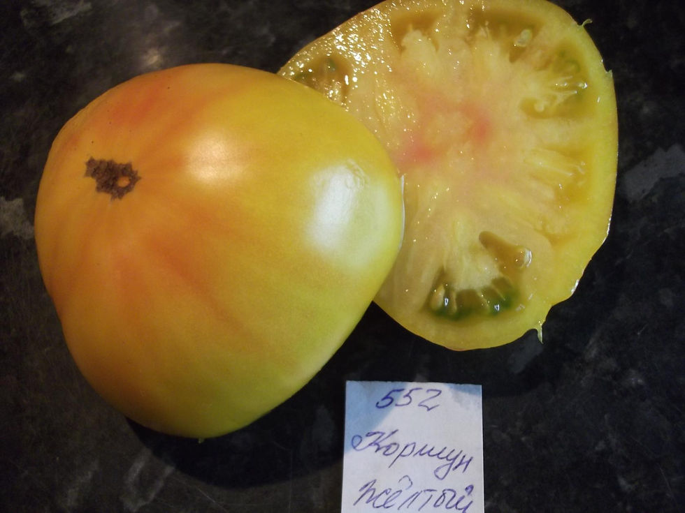 552 -Yellow Kite \ Коршун желтый