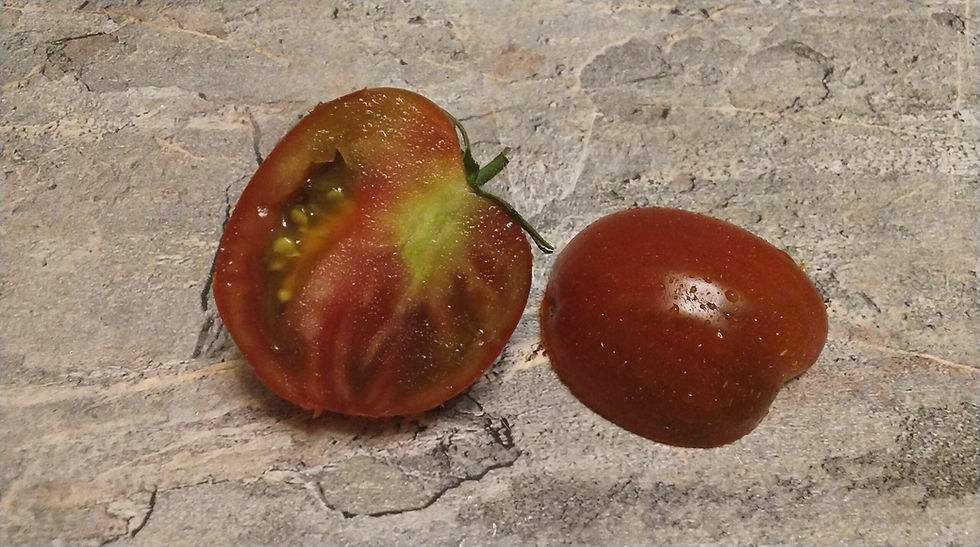 Thumbnail: 3744 - Dwarf - multiflora / Гном -мультифлора