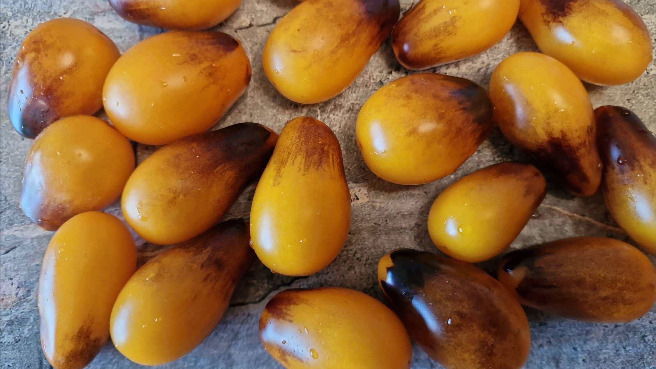 4593 - Star’s Blue tears / Голубые слезы звезды