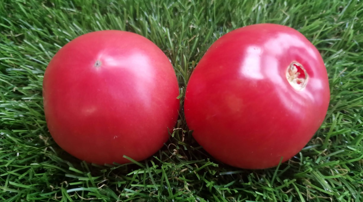 4750 - Faith, Hope, Love pink / Вера , Надежда , Любовь розовая