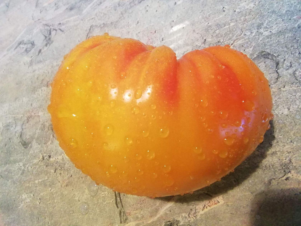 3332 - Amber baron \ Янтарный барон